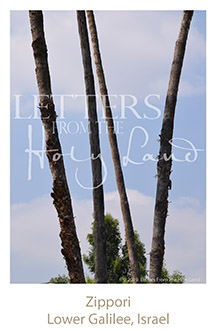 /wp-content/uploads/Letters/LetterOnly/W-07_Zippori trees_2019.png
